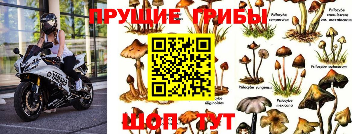 Галлюциногенные грибы Psilocybine cubensis  где найти наркотики  Вход с VPN  Солнечногорск  Псилоцибиновые грибы прущие грибы 